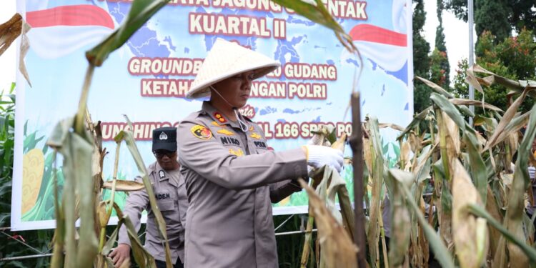 Lahan Tak Produktif di Bandung Barat Kini Berdaya, Polres Cimahi Targetkan 1.700 Hektare Jagung