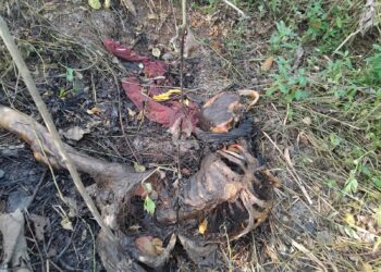 Kerangka tersebut ditemukan sekitar pukul 08.00 WIB