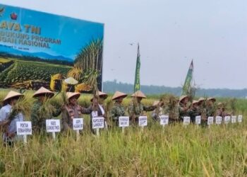 Pangdam I/BB Tegaskan TNI All Out Kawal Ketahanan Pangan, Panen Raya Gunung Tinggi Jadi Bukti Nyata